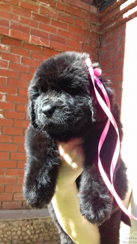 Фото: ньюфаундленд Super Premium YEdda-Brunhil'da (Супер Премиум Эдда-Брунхильда)