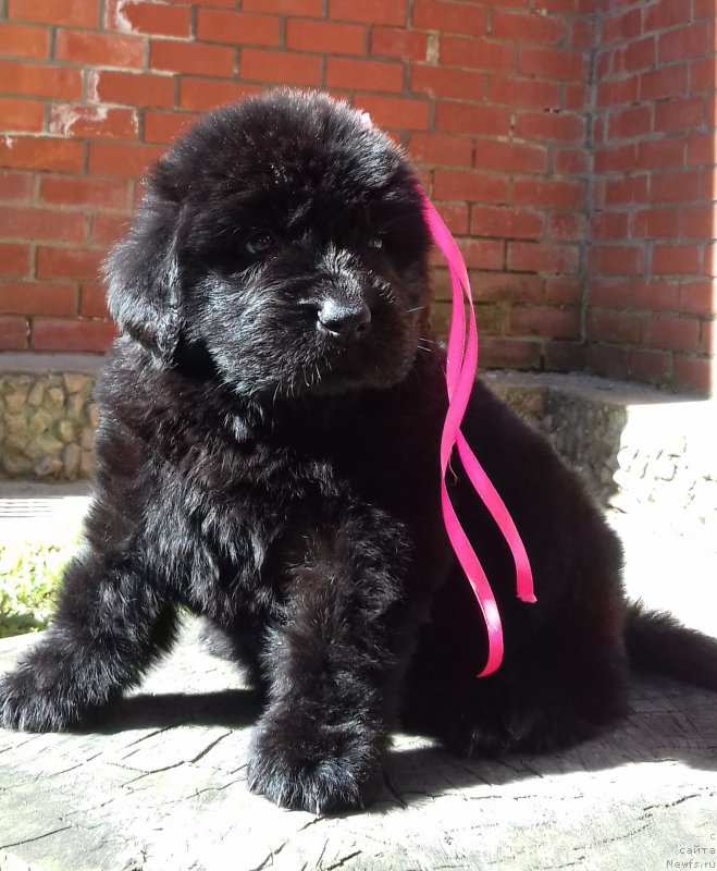 Фото: ньюфаундленд Super Premium YEdda-Brunhil'da (Супер Премиум Эдда-Брунхильда)