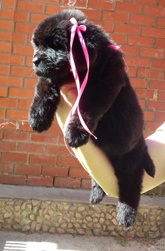 Фото: ньюфаундленд Super Premium YEdda-Brunhil'da (Супер Премиум Эдда-Брунхильда)