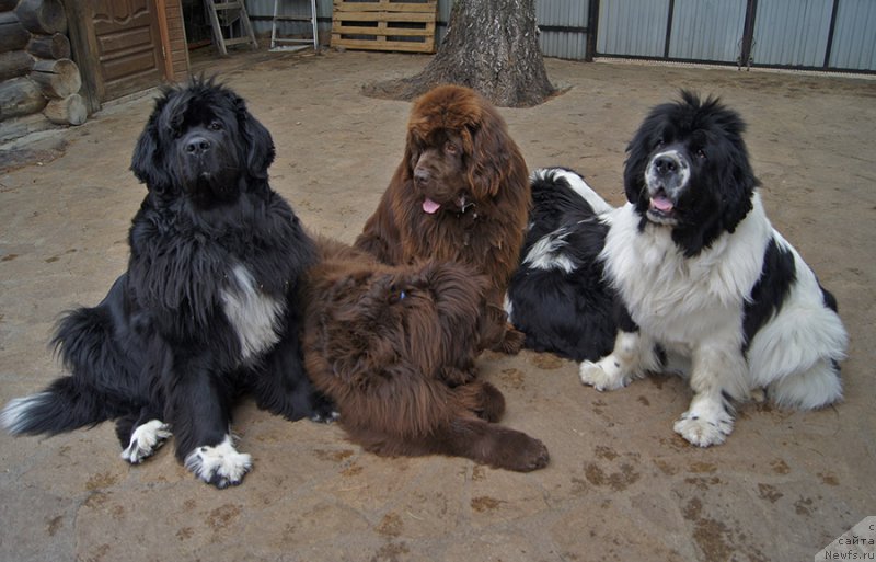 Фотография № 225398