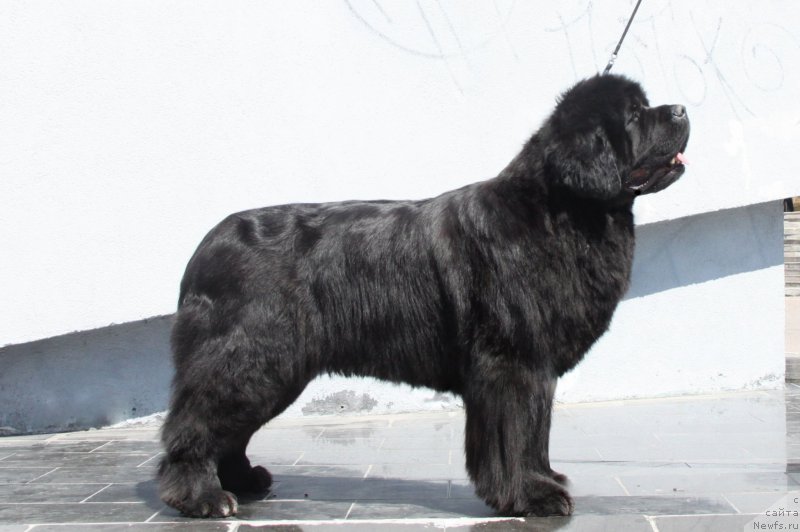 Фото: ньюфаундленд Akvian Song Lavatera (Аквиан Сонг Лаватера)