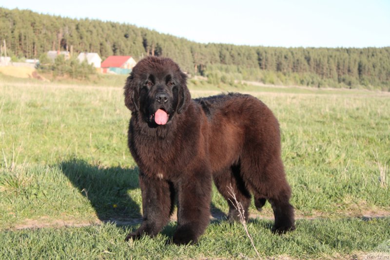 Фото: ньюфаундленд Akvian Song Tornado (Аквиан Сонг Торнадо)