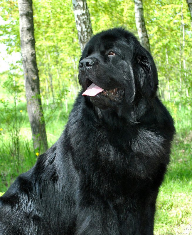 Фотография № 225415