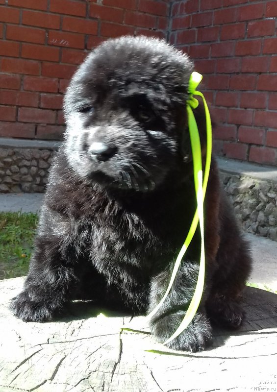 Фото: ньюфаундленд Super Premium YElita (Супер Премиум Элита)