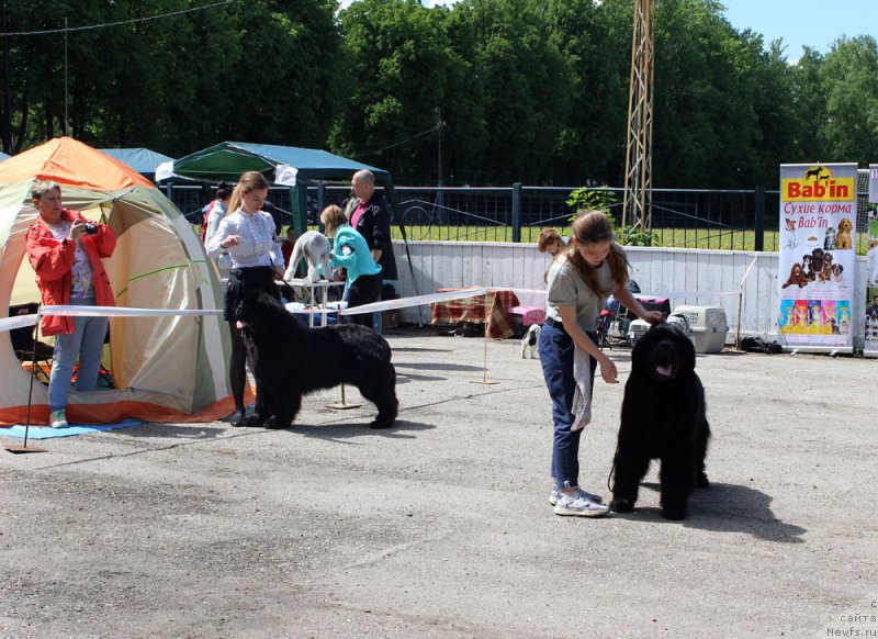 Фото: YEleonora Veselova (Элеонора Веселова), ньюфаундленд Dynastic Branch Yandex Hapiness (Династик Брэнч Яндекс Хапинесс), Mariya SHmeleva (Мария Шмелева), ньюфаундленд CHarl'z Balu Blek Biar (Чарльз Балу Блек Биар)