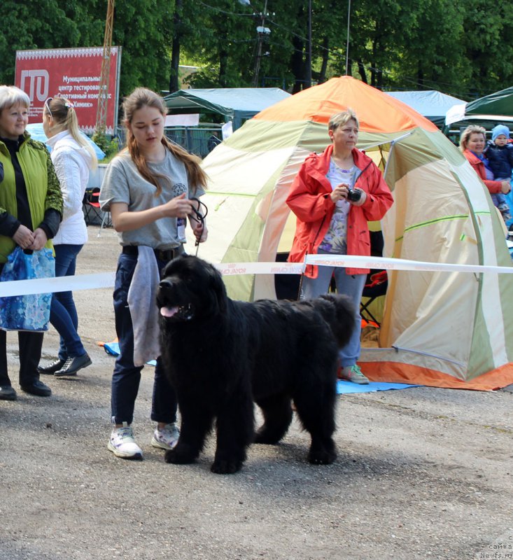 Фото: Mariya SHmeleva (Мария Шмелева), ньюфаундленд CHarl'z Balu Blek Biar (Чарльз Балу Блек Биар)