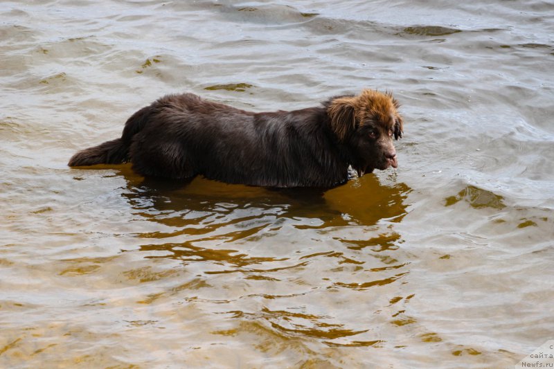 Фото: ньюфаундленд Brownblood MSK Abrams-Strong (Браунблад МСК Абрамс-Стронг)