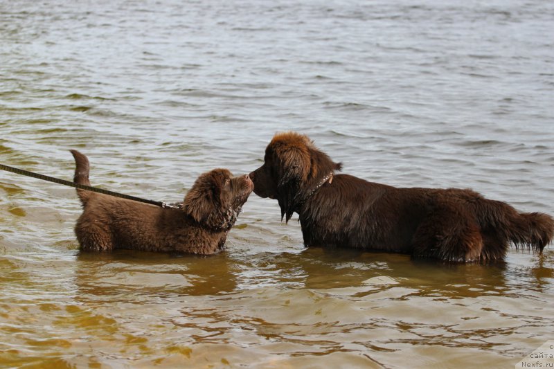 Фото: ньюфаундленд Brownblood MSK Abrams-Strong (Браунблад МСК Абрамс-Стронг), ньюфаундленд Brownblood MSK Larchie Ardon (Браунблад МСК Ларчи Ардон)