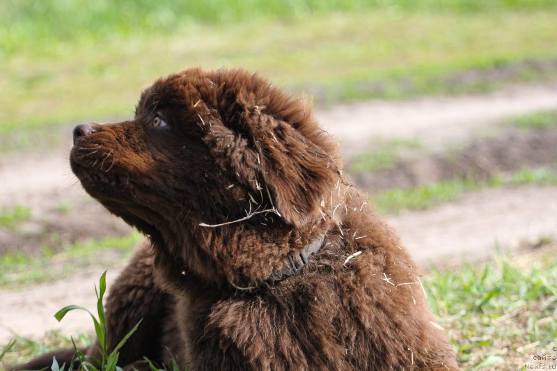 Фото: ньюфаундленд Brownblood MSK Larchie Ardon (Браунблад МСК Ларчи Ардон)