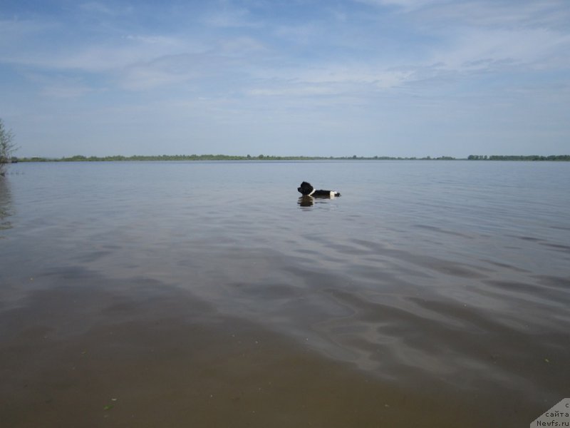 Фото: ньюфаундленд Vodogray ot Karel'skih Medvedey (Водограй от Карельских Медведей)