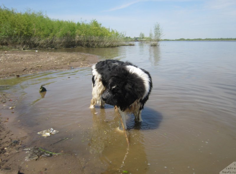 Фото: ньюфаундленд Vodogray ot Karel'skih Medvedey (Водограй от Карельских Медведей)