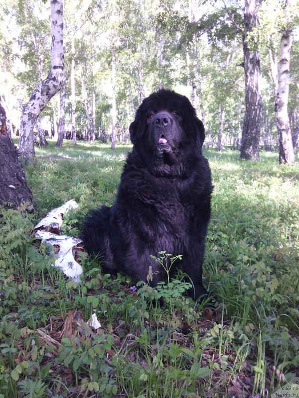 Фото: ньюфаундленд Blyek Daymond iz Arkaima (Блэк Даймонд из Аркаима)