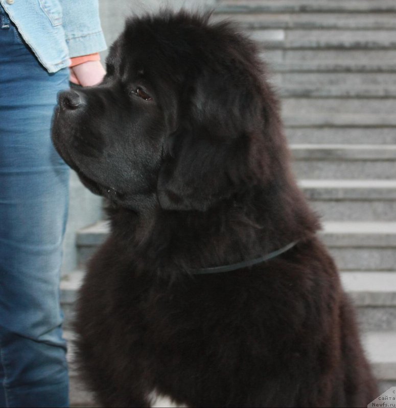 Фото: ньюфаундленд Moon Brook Egyptian Queen (Моон Броок Египтиан Куиин)