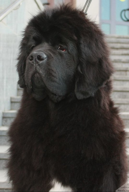 Фото: ньюфаундленд Moon Brook Egyptian Queen (Моон Броок Египтиан Куиин)