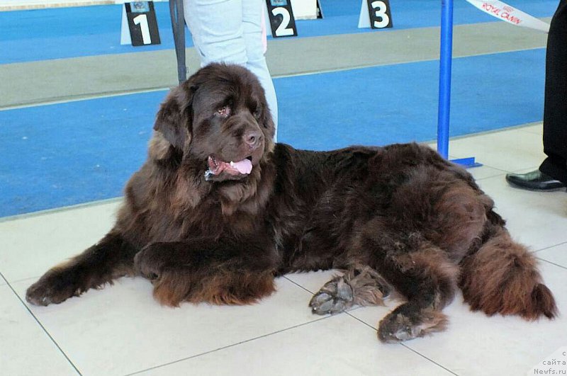 Фото: ньюфаундленд Hakku Shokoladnyy Medved (Хакку Шоколадный Медведь)