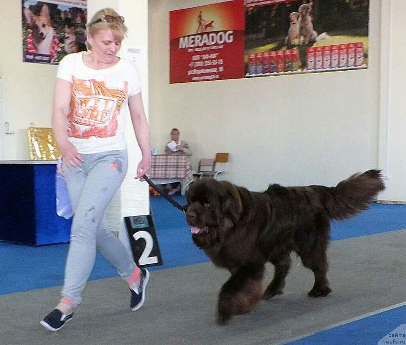 Фото: ньюфаундленд Hakku Shokoladnyy Medved (Хакку Шоколадный Медведь)
