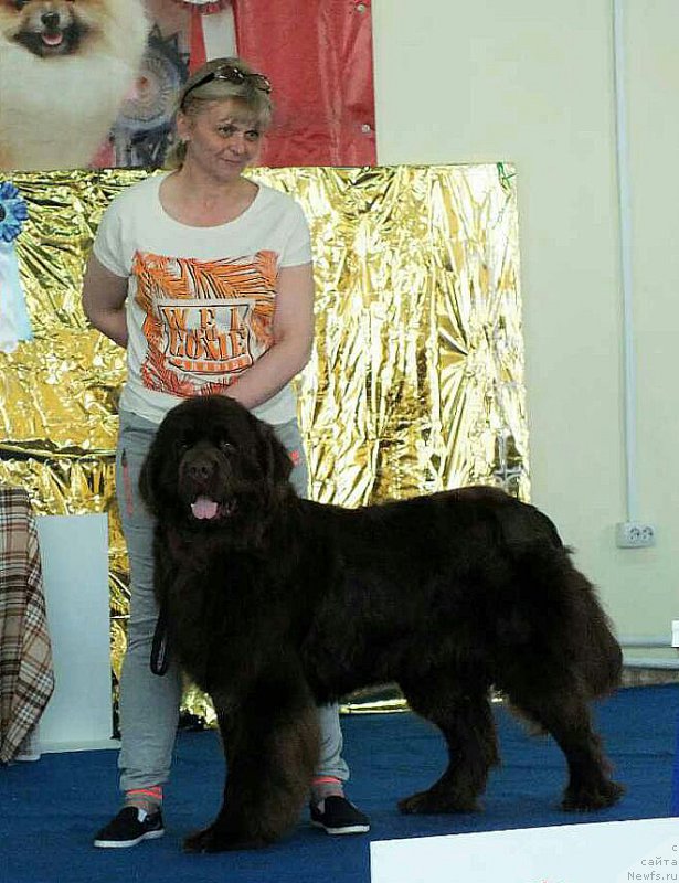 Фото: ньюфаундленд Hakku Shokoladnyy Medved (Хакку Шоколадный Медведь)