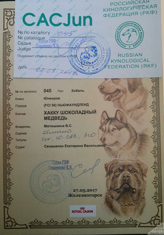Фото: ньюфаундленд Hakku Shokoladnyy Medved (Хакку Шоколадный Медведь)
