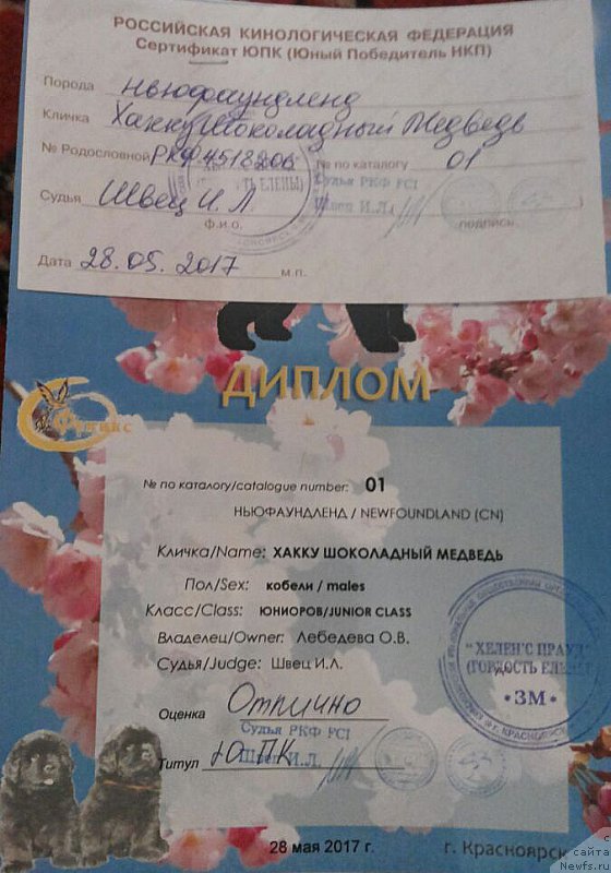 Фото: ньюфаундленд Hakku Shokoladnyy Medved (Хакку Шоколадный Медведь)