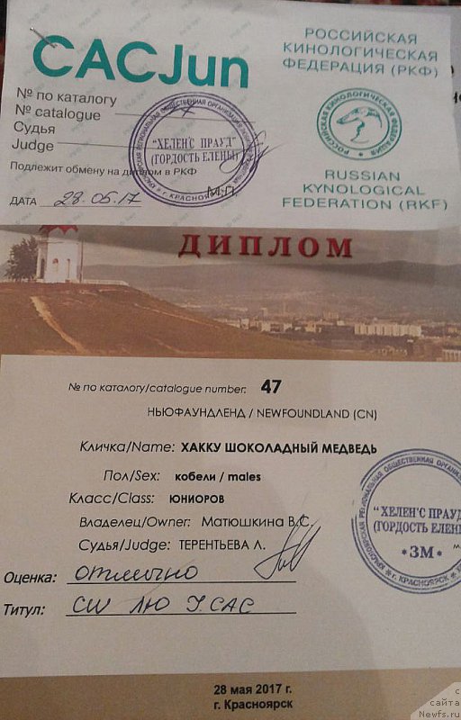 Фото: ньюфаундленд Hakku Shokoladnyy Medved (Хакку Шоколадный Медведь)