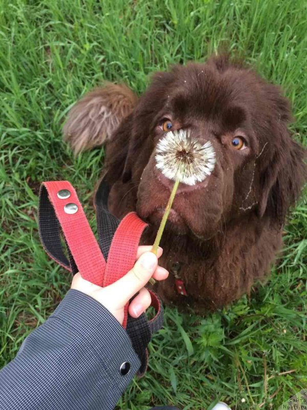Фото: ньюфаундленд Brownblood MSK Zhanara Haya (Браунблад МСК Жанара Хайя)