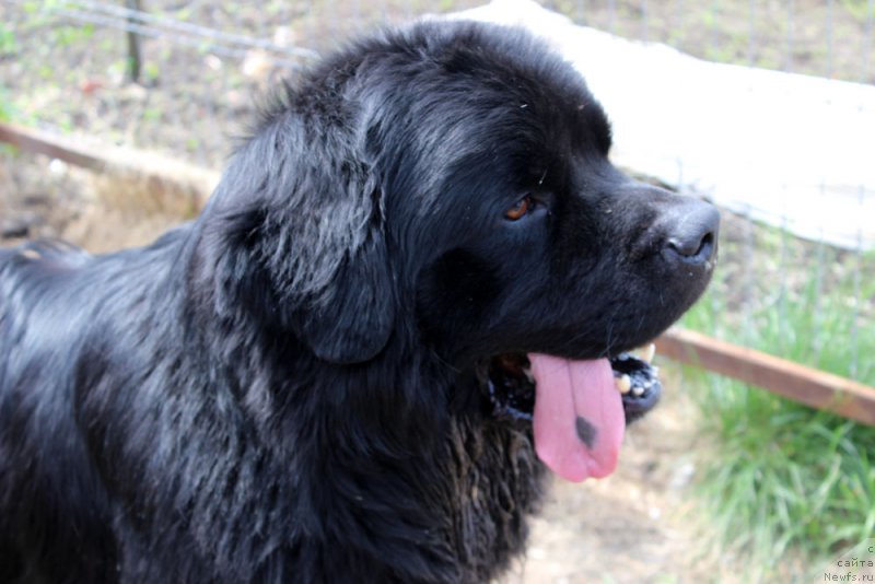 Фото: ньюфаундленд CHarl'z Balu Blek Biar (Чарльз Балу Блек Биар)