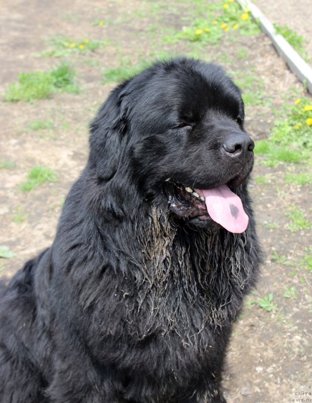 Фото: ньюфаундленд CHarl'z Balu Blek Biar (Чарльз Балу Блек Биар)
