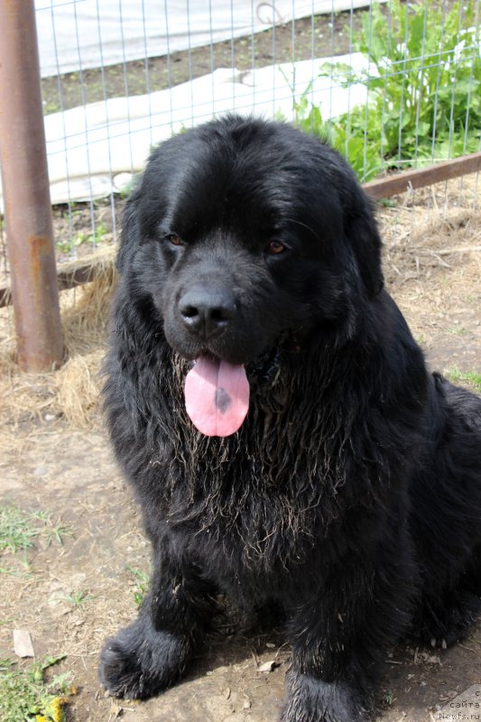 Фото: ньюфаундленд CHarl'z Balu Blek Biar (Чарльз Балу Блек Биар)