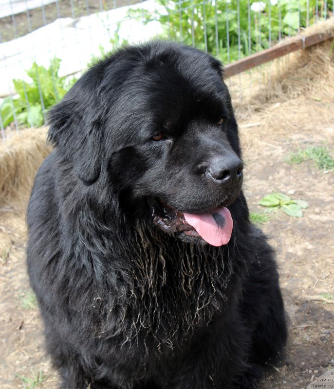 Фото: ньюфаундленд CHarl'z Balu Blek Biar (Чарльз Балу Блек Биар)