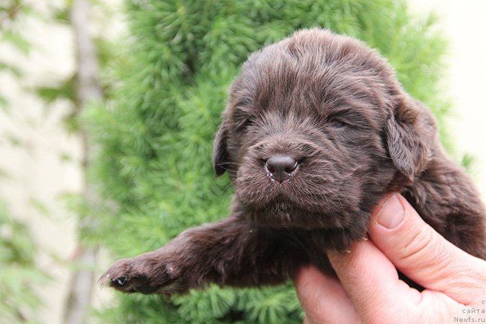 Фотография № 225462