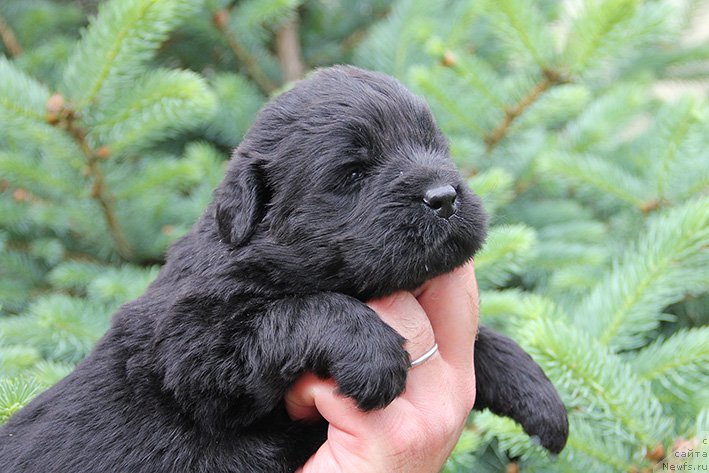 Фотография № 225464