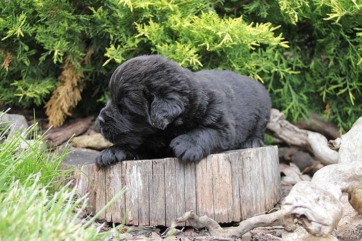 Фотография № 225466