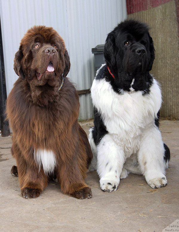 Фотография № 225467