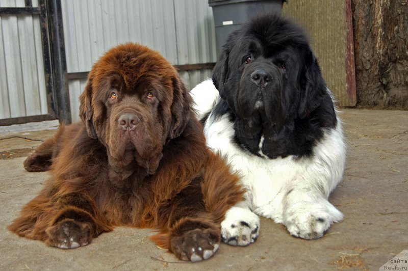 Фотография № 225468