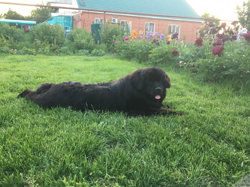 Фото: ньюфаундленд Zhemchuzhina Kubani Zira (Жемчужина Кубани Зира)