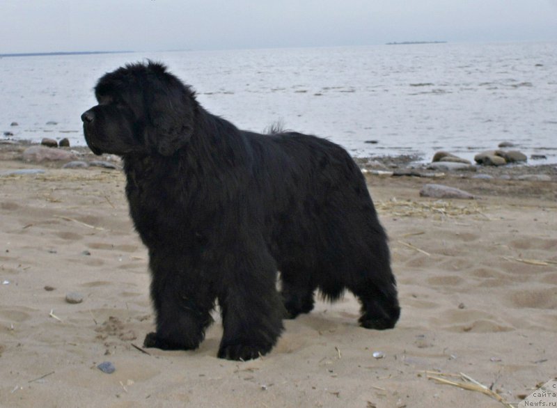 Фото: ньюфаундленд Aquatoriya Kelvin Flash Royal (Акватория Келвин Флэш Ройал)