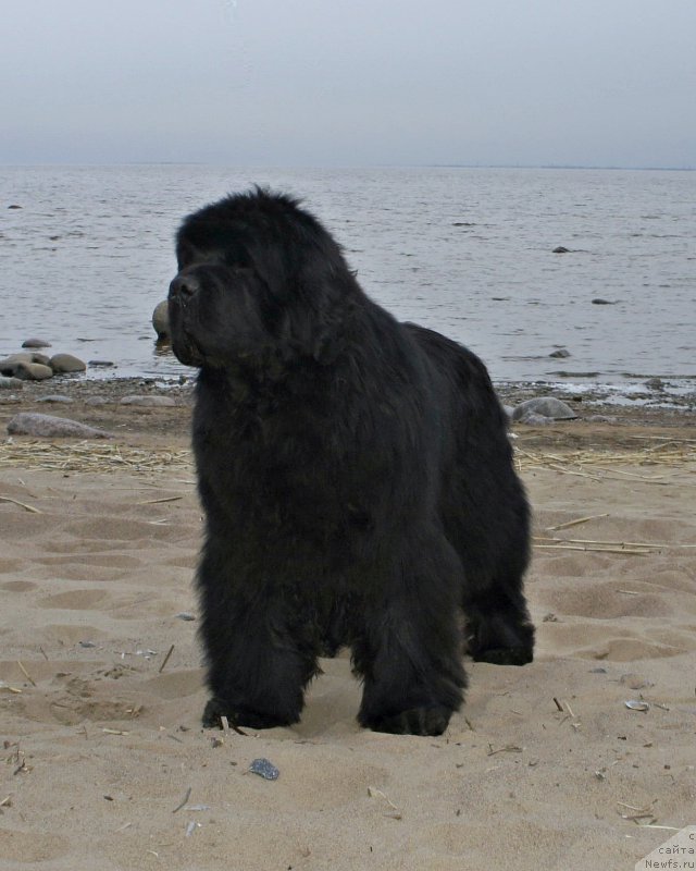 Фото: ньюфаундленд Aquatoriya Kelvin Flash Royal (Акватория Келвин Флэш Ройал)