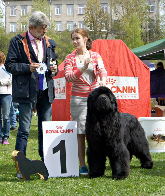 Фото: ньюфаундленд Aquatoriya Kelvin Flash Royal (Акватория Келвин Флэш Ройал), Aleksandra Vesnina (Александра Веснина), эксперт Bela Siklósi (Венгрия)