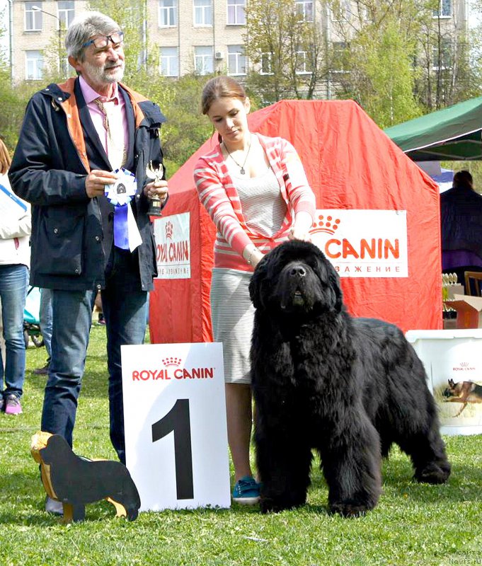 Фото: ньюфаундленд Aquatoriya Kelvin Flash Royal (Акватория Келвин Флэш Ройал), Aleksandra Vesnina (Александра Веснина), Bela Siklósi (Венгрия)