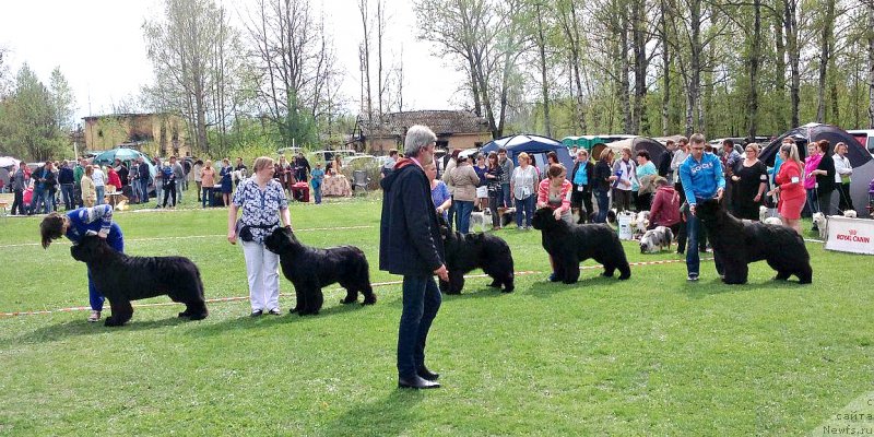 Фото: ньюфаундленд Smigar Tango in the Night (Смигар Танго ин зе Найт), ньюфаундленд Beguschaya po Volnam Viceroy (Бегущая по Волнам Вицерой), ньюфаундленд Dar Svezyi Sii YEnd YEdmire (Дар Свезы Сии Энд Эдмире), ньюфаундленд Aquatoriya Kelvin Flash Royal (Акватория Келвин Флэш Ройал), ньюфаундленд Dark Pride Vuitton (Дак Прайд Виттон)