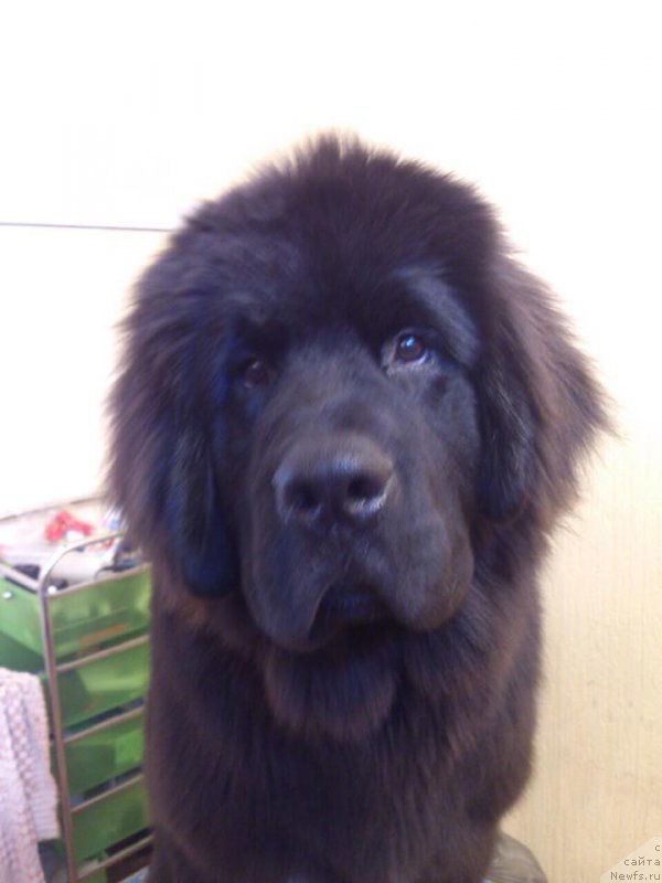 Фото: ньюфаундленд Super Premium Shax (Супер Премиум Шах)