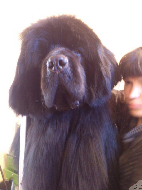 Фото: ньюфаундленд Super Premium William Shakspear (Супер Премиум Уильям Шекспир)