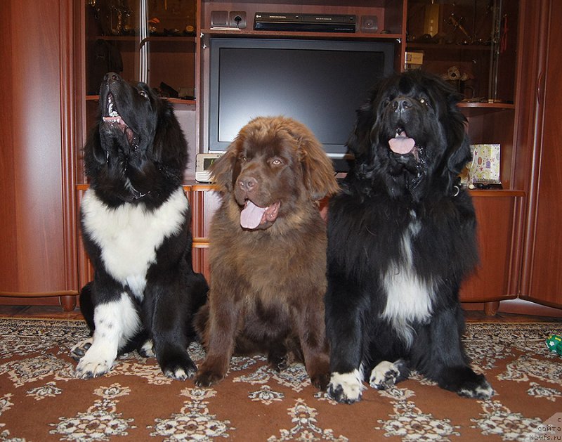 Фотография № 225514