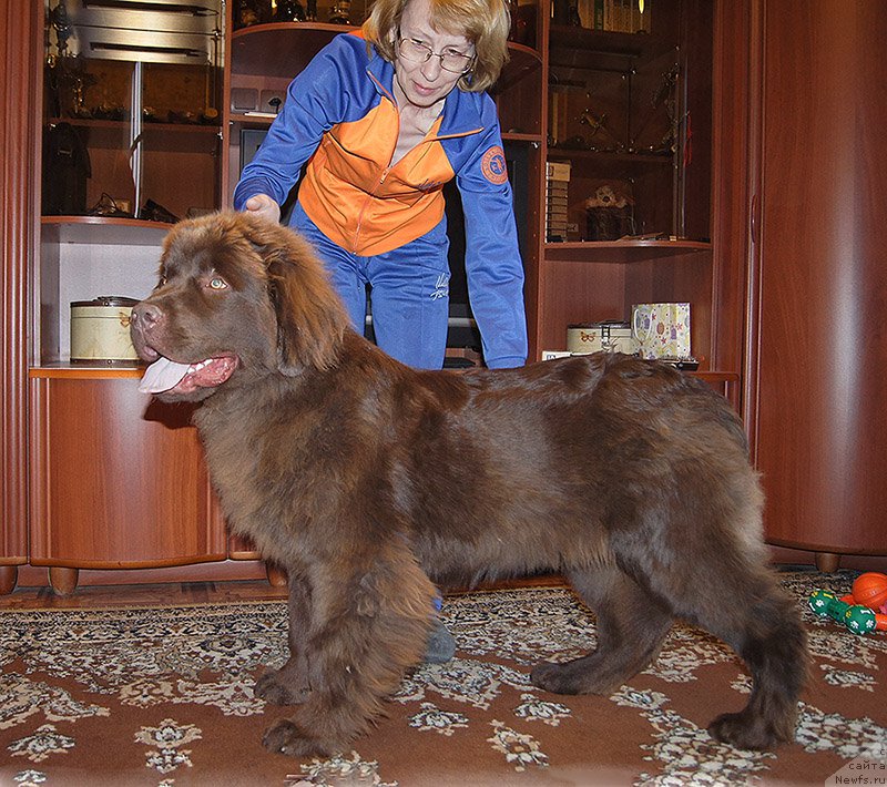 Фото: ньюфаундленд Super Bizon Simfoniya (Супер Бизон Симфония)