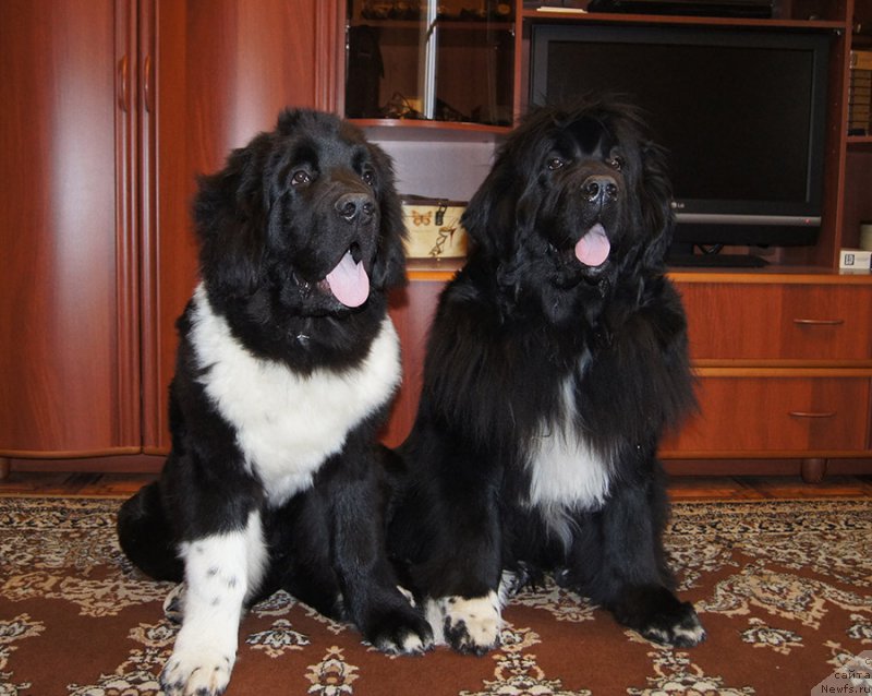 Фотография № 225523