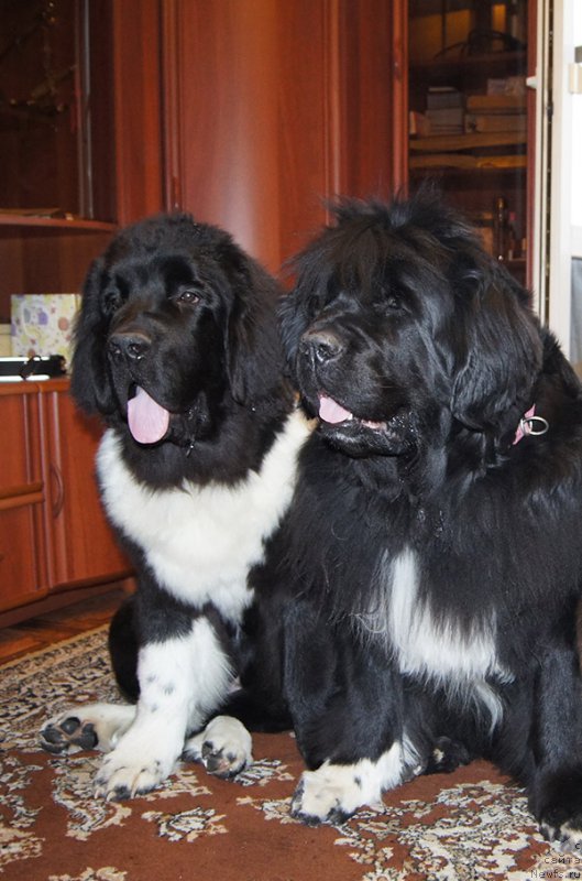 Фотография № 225524