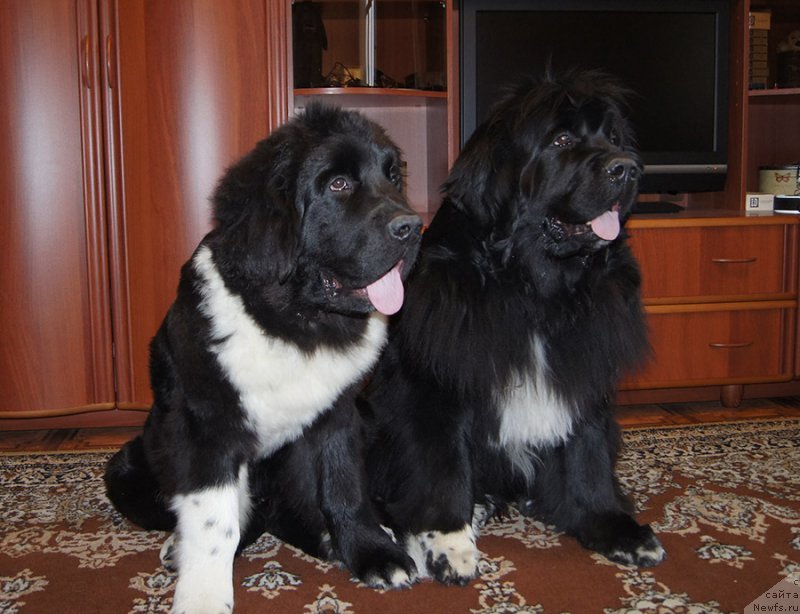 Фотография № 225525