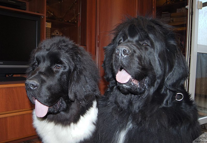 Фотография № 225527