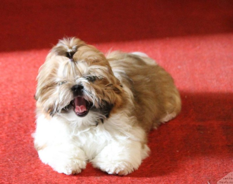 Фотография № 225535