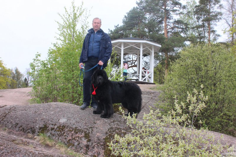 Фото: ньюфаундленд Smigar Tango in the Night (Смигар Танго ин зе Найт), Павел Савенко